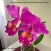 Cattleya Maggie Raphael purple(dowiana x trianae).